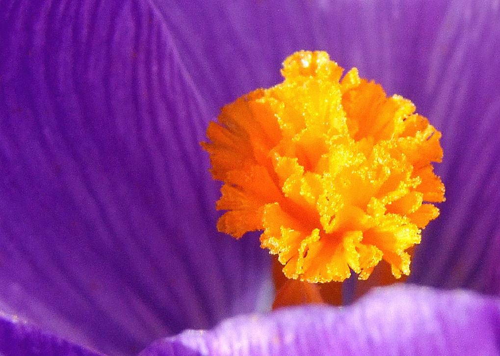 Saffron.jpg