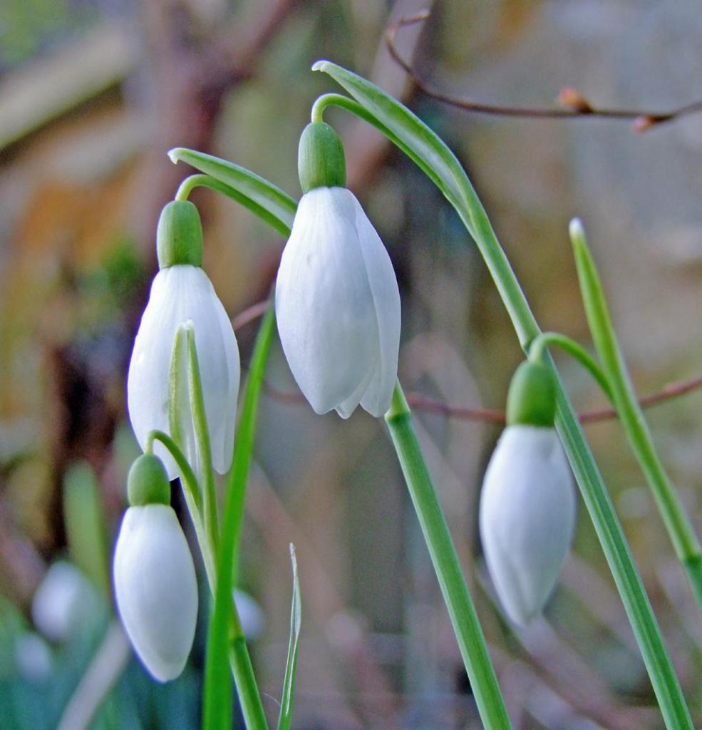 Snowdrops.jpg