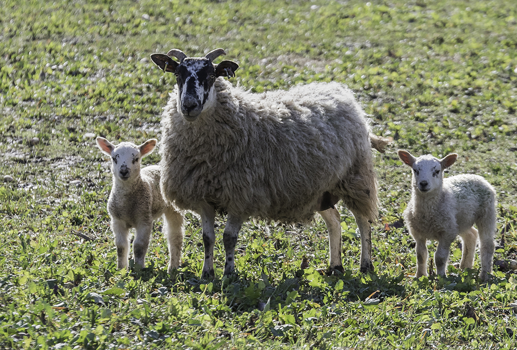 springlambs3.jpg