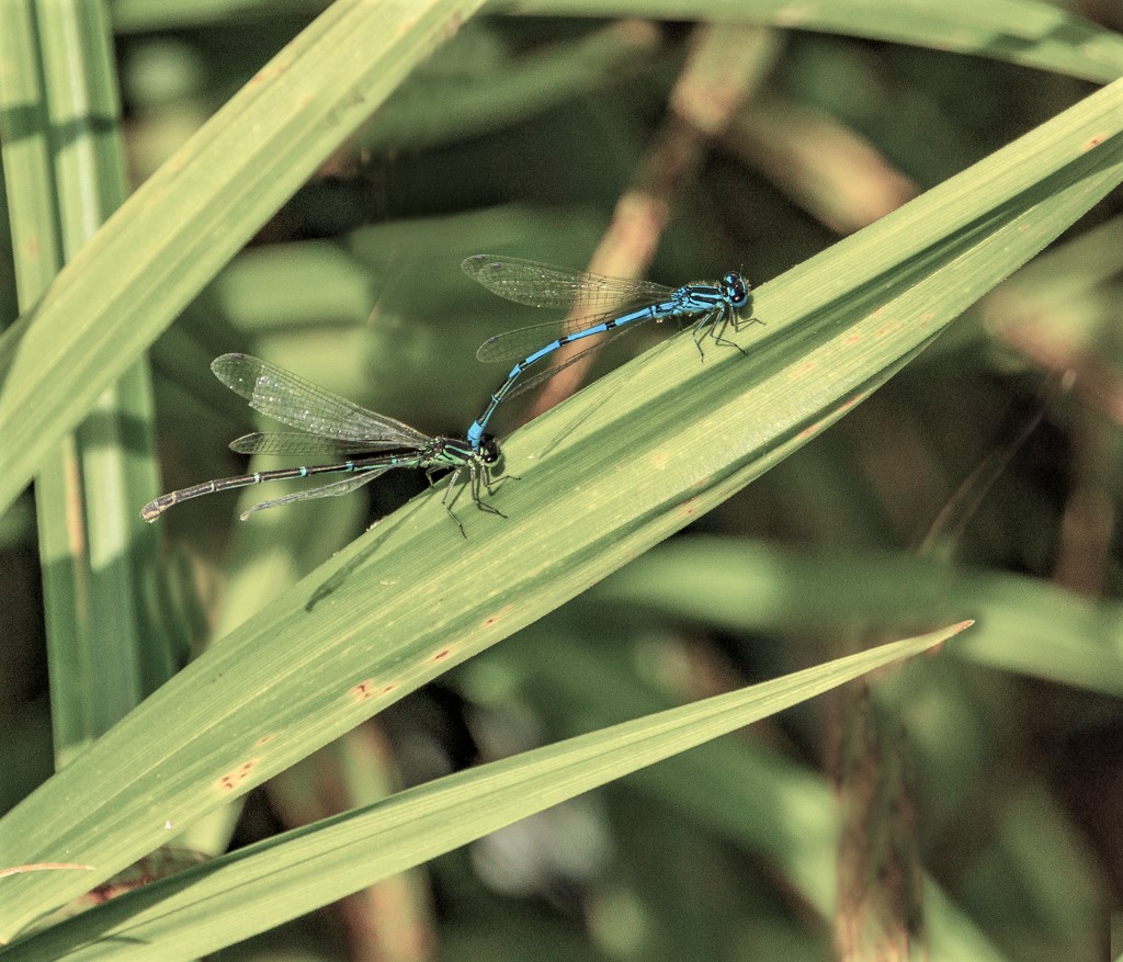 Common Blue damselfly - Male and Female_0.jpg
