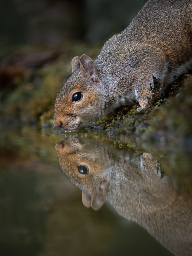 Drinking Squirrel.jpg