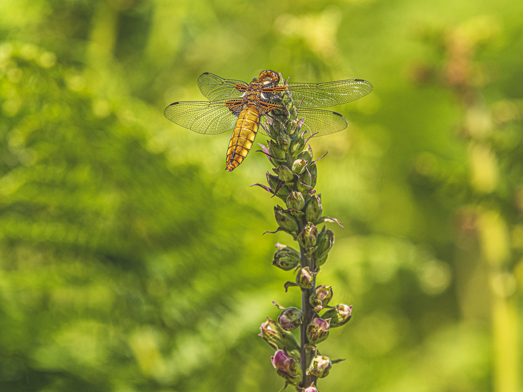 Female Broad bodied chaser dragonfly.jpg