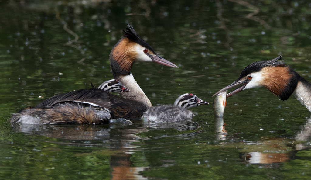 Great Crested Grebe with chicks.jpg