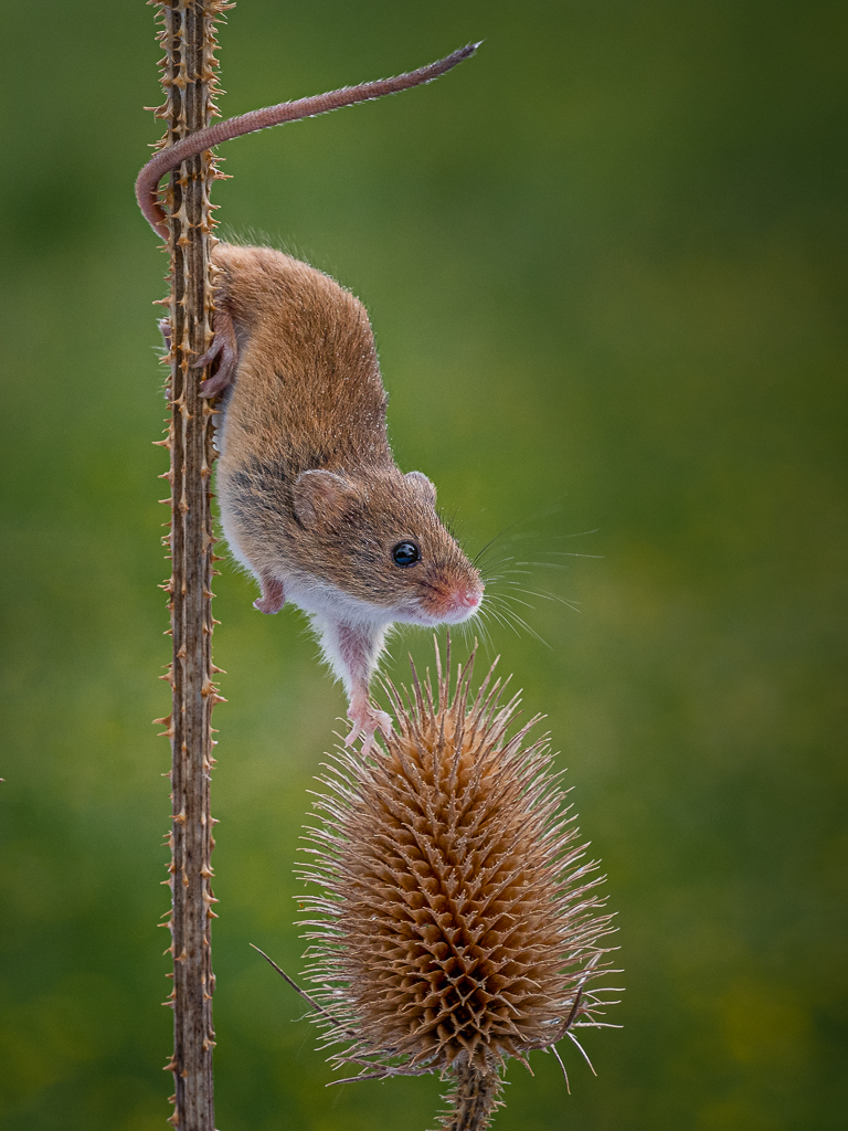 Harvest Mouse.jpg