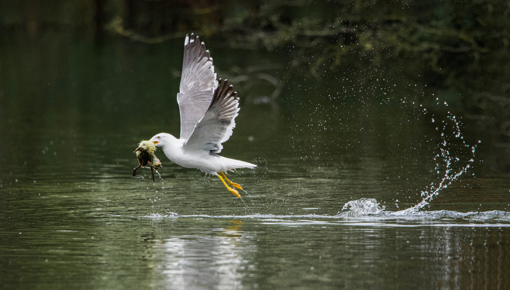 Herring Gull stealing a gosling.jpg