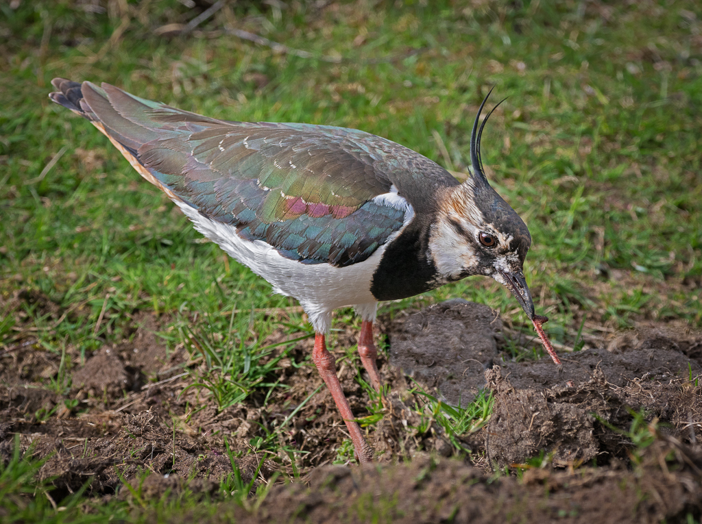 Lapwing and Worm.jpg