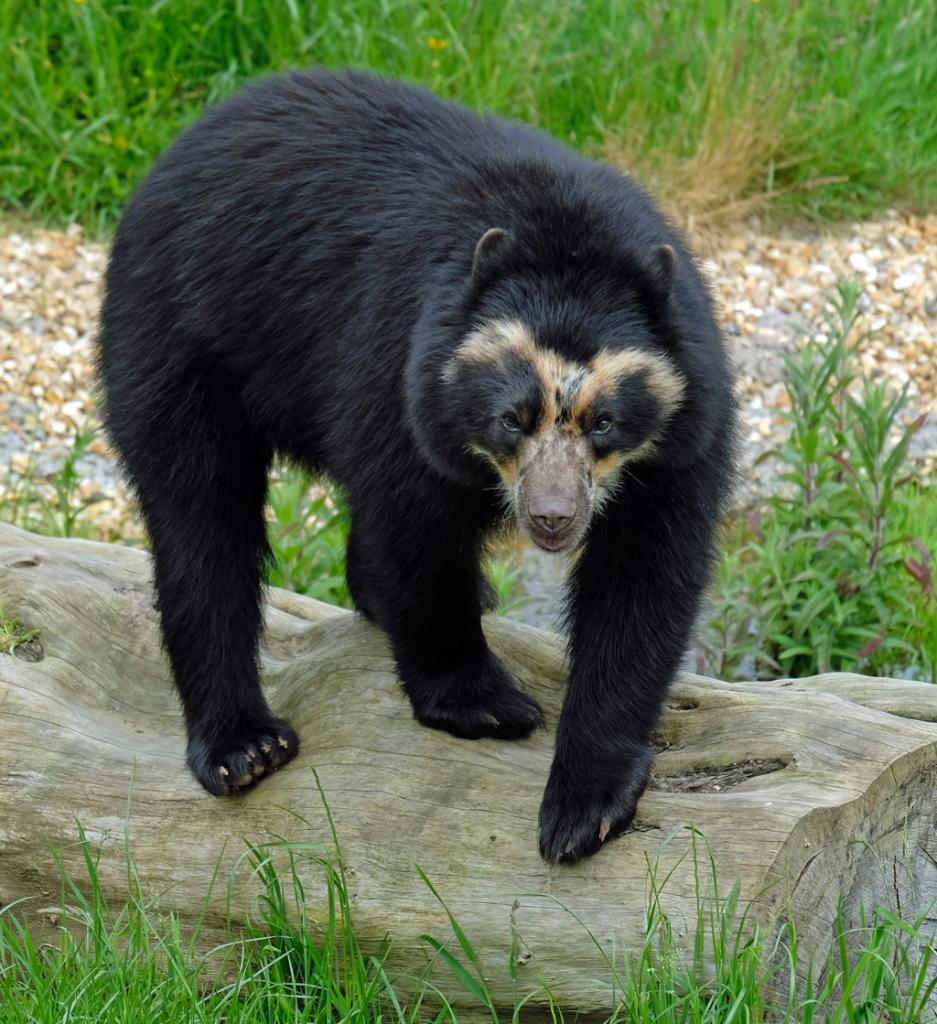 Spectacled-Bear.jpg