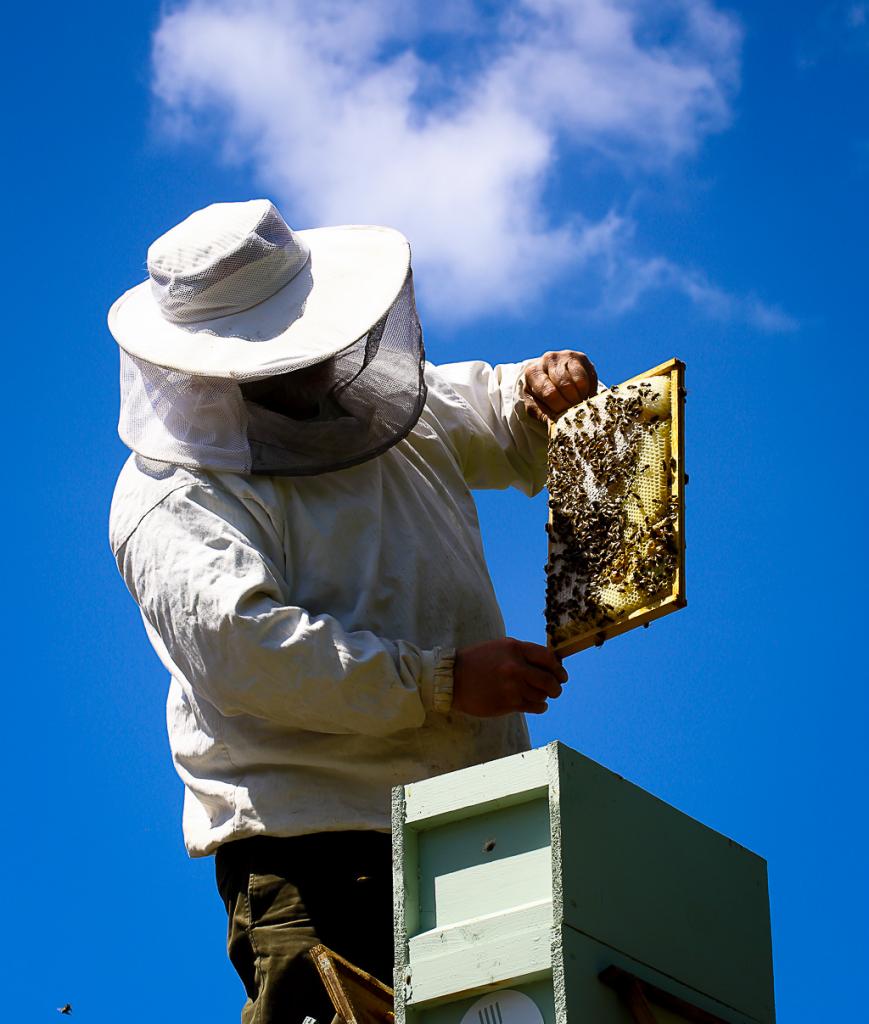 The Beekeeper .jpg