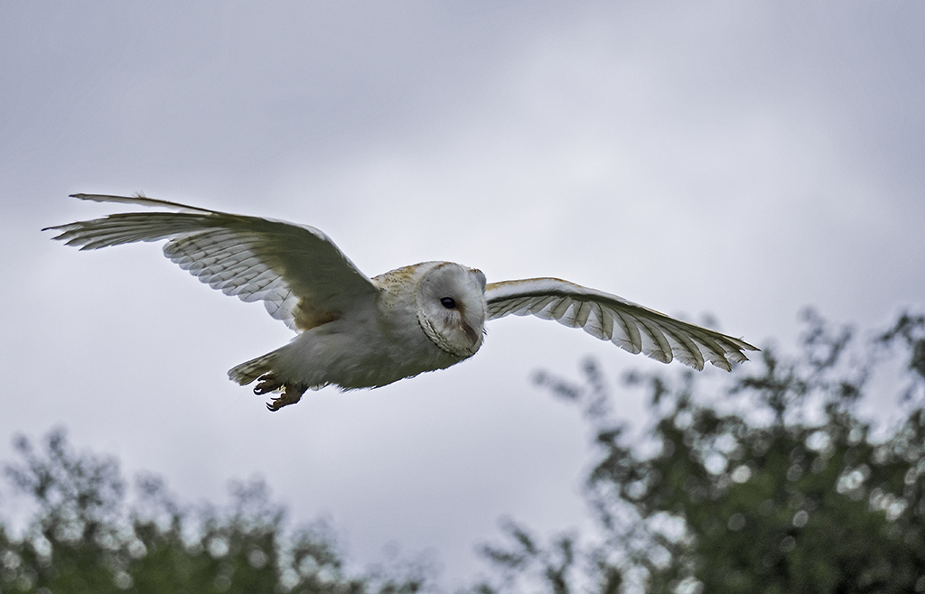 hunting barn owl2.jpg