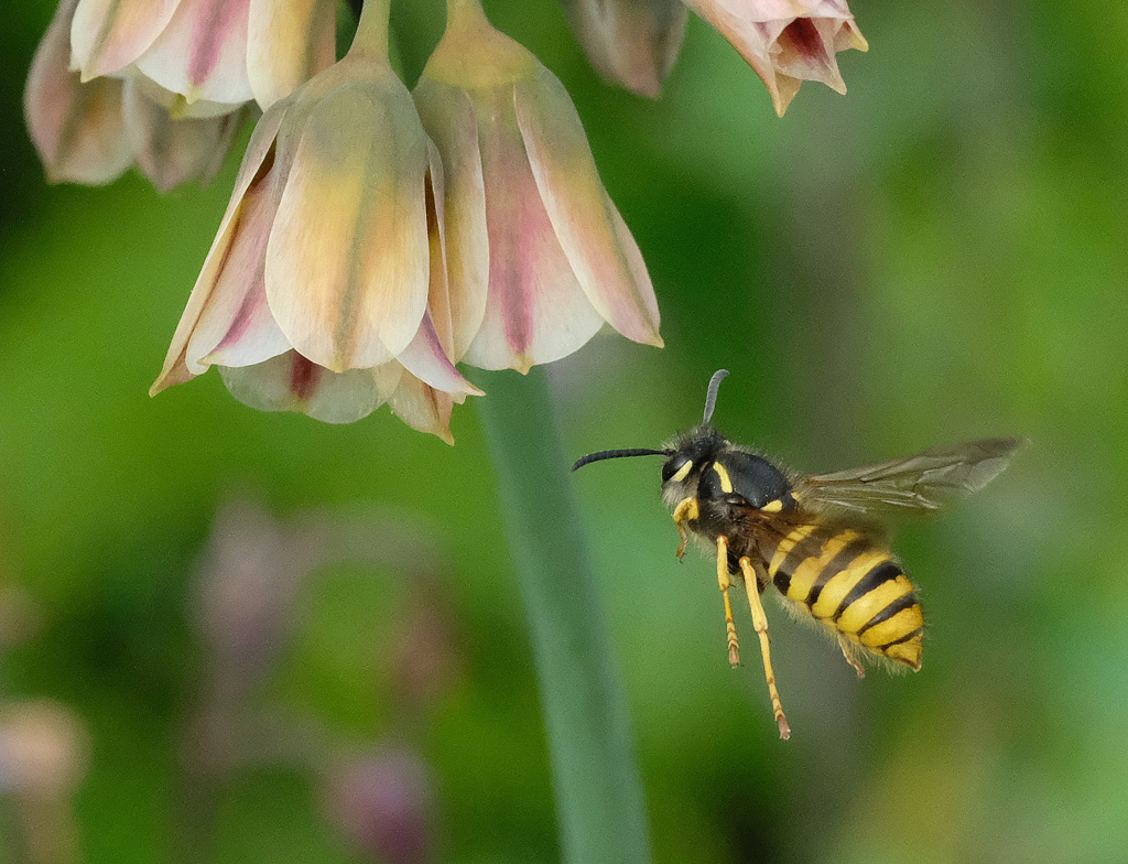 wasp resized.jpg