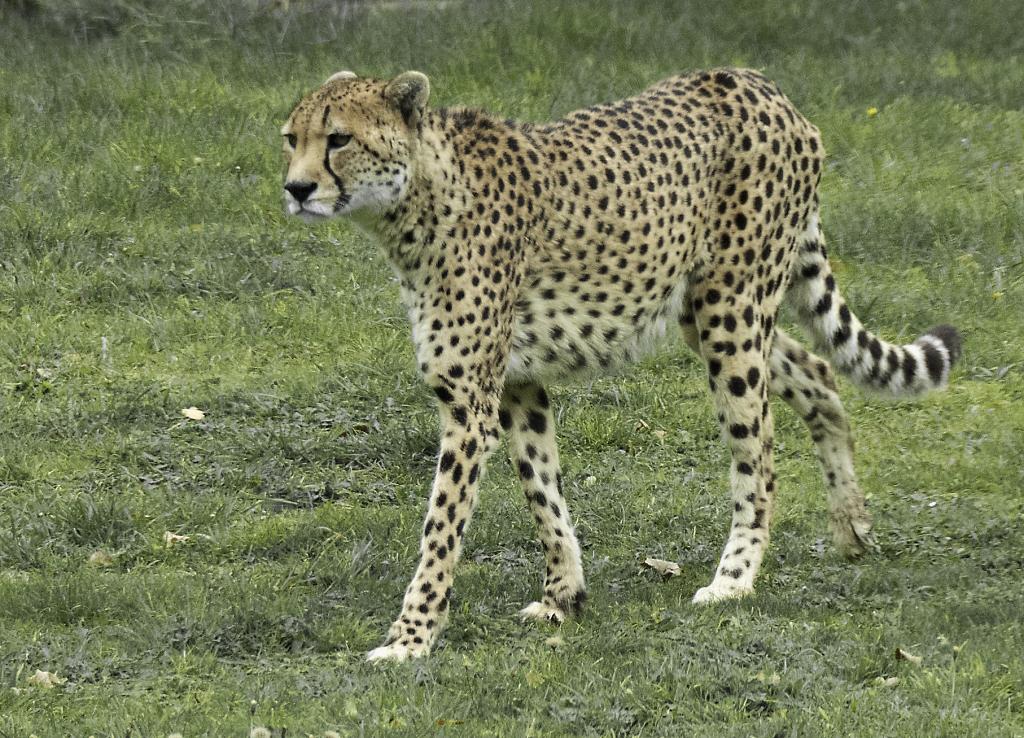 Cheetah The fastest land animal on earth.jpg