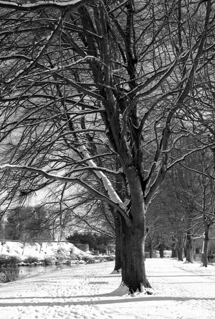 Bishop&#039;s Meadow Hereford.jpg