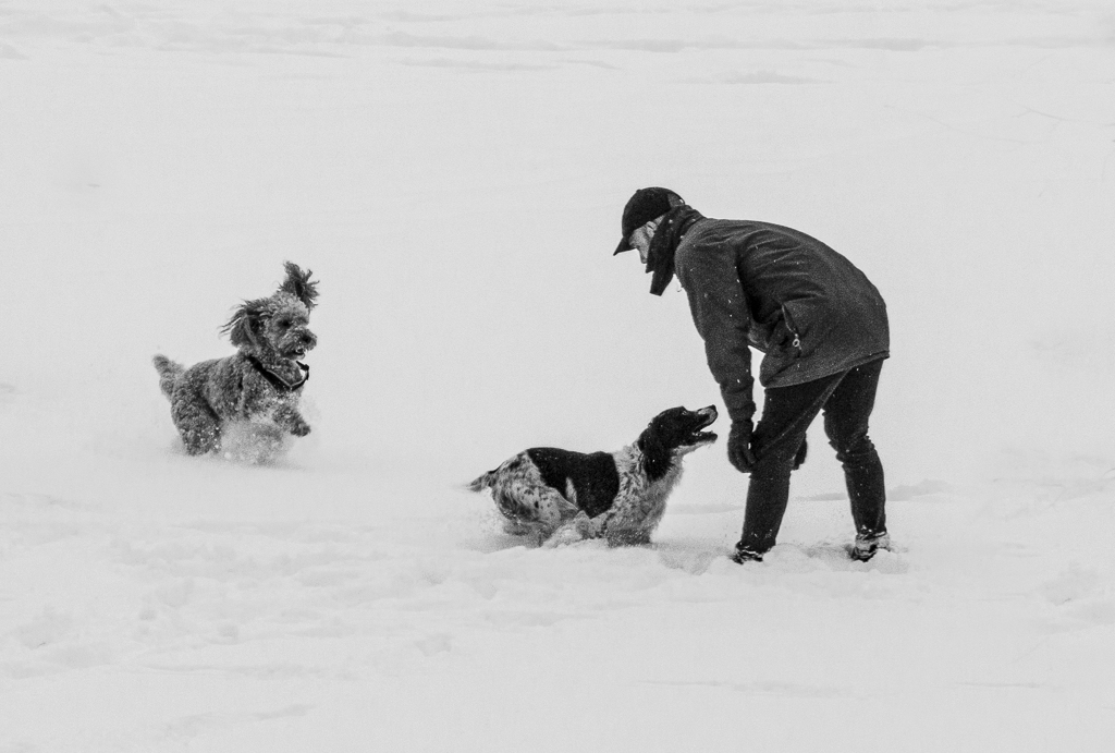 Playtime in the snow.jpg