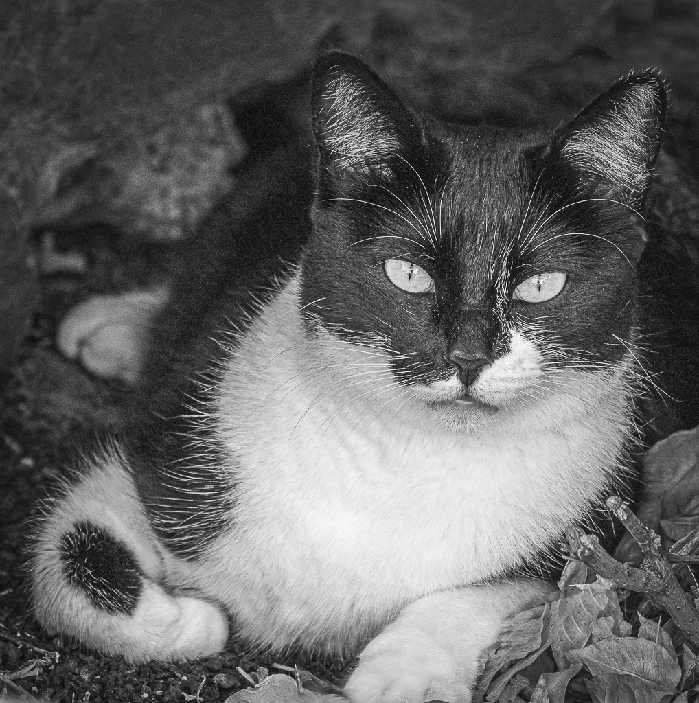 A Black and White cat.jpg