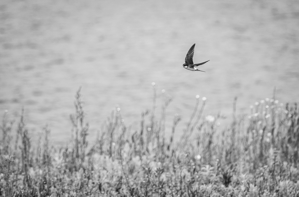 House Martin Flying low.jpg