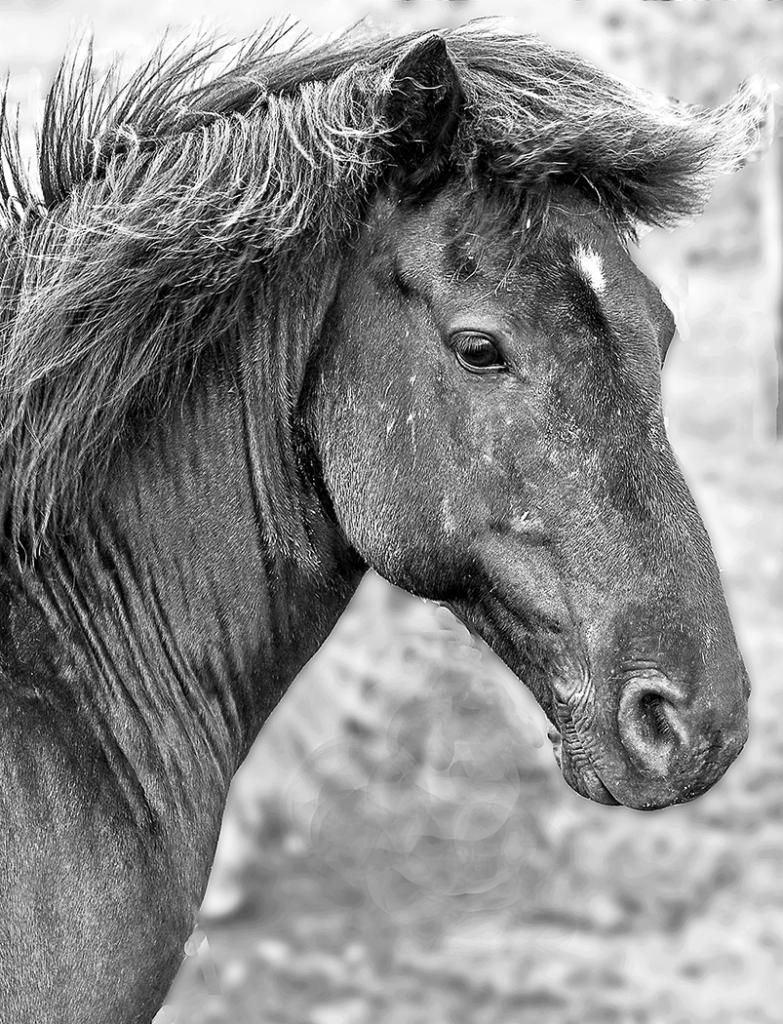 iceland  black horse.jpg