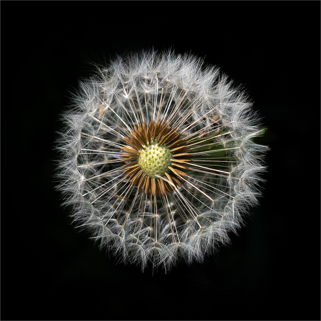 Dandelion.jpg