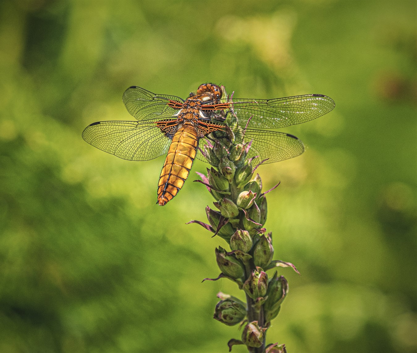 Delicate patterns on Broad bodied__   chaser female.jpg