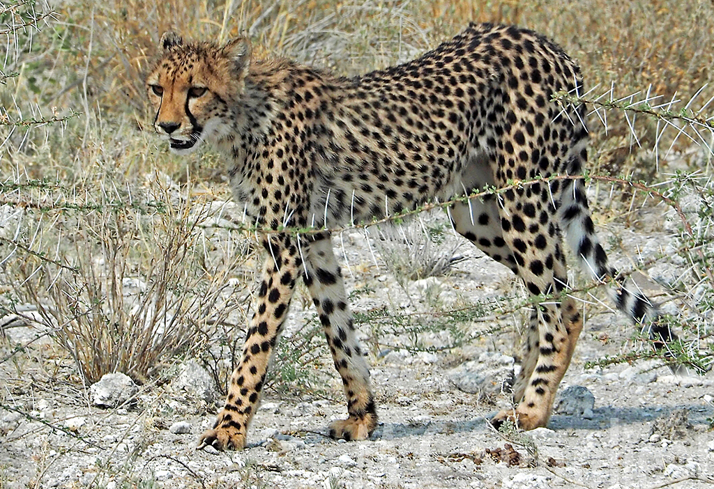 cheetah camouflage pattern2.jpg