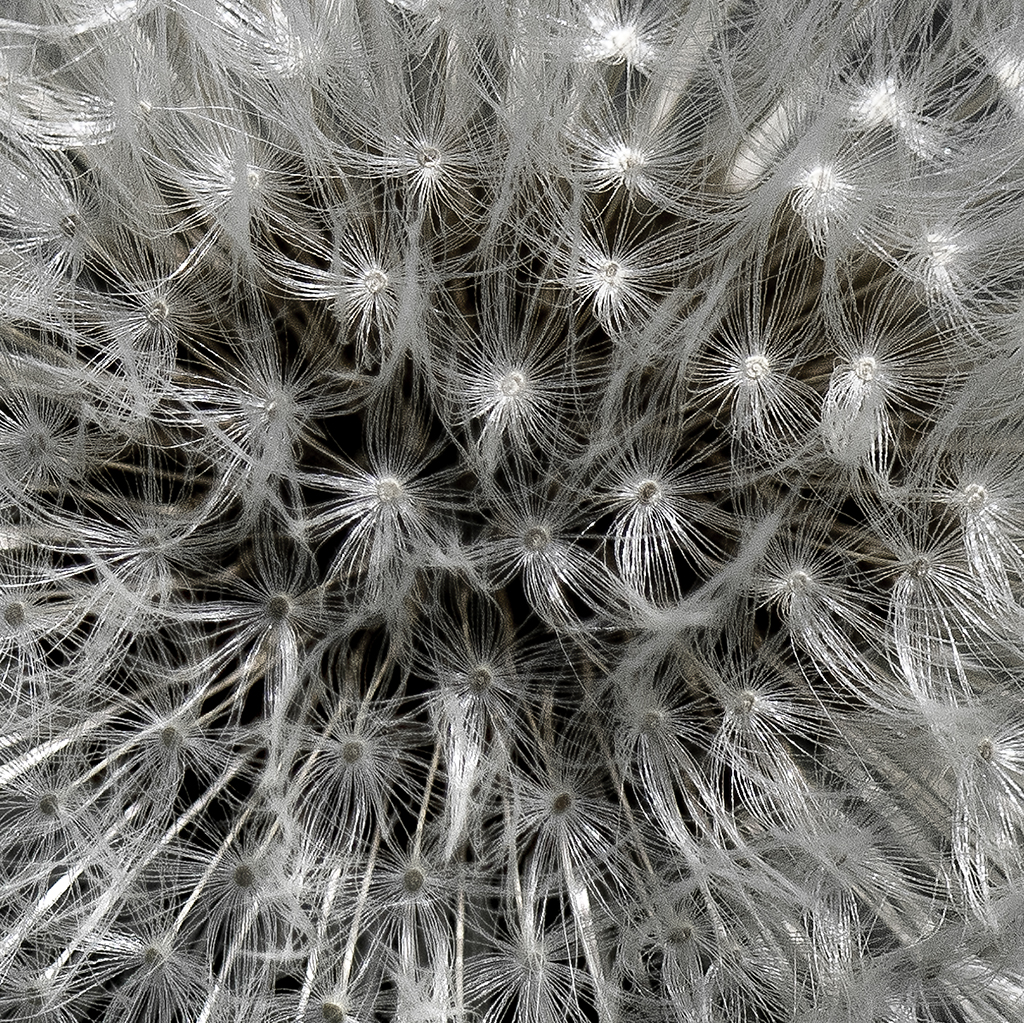 dandelion seed patterns.jpg