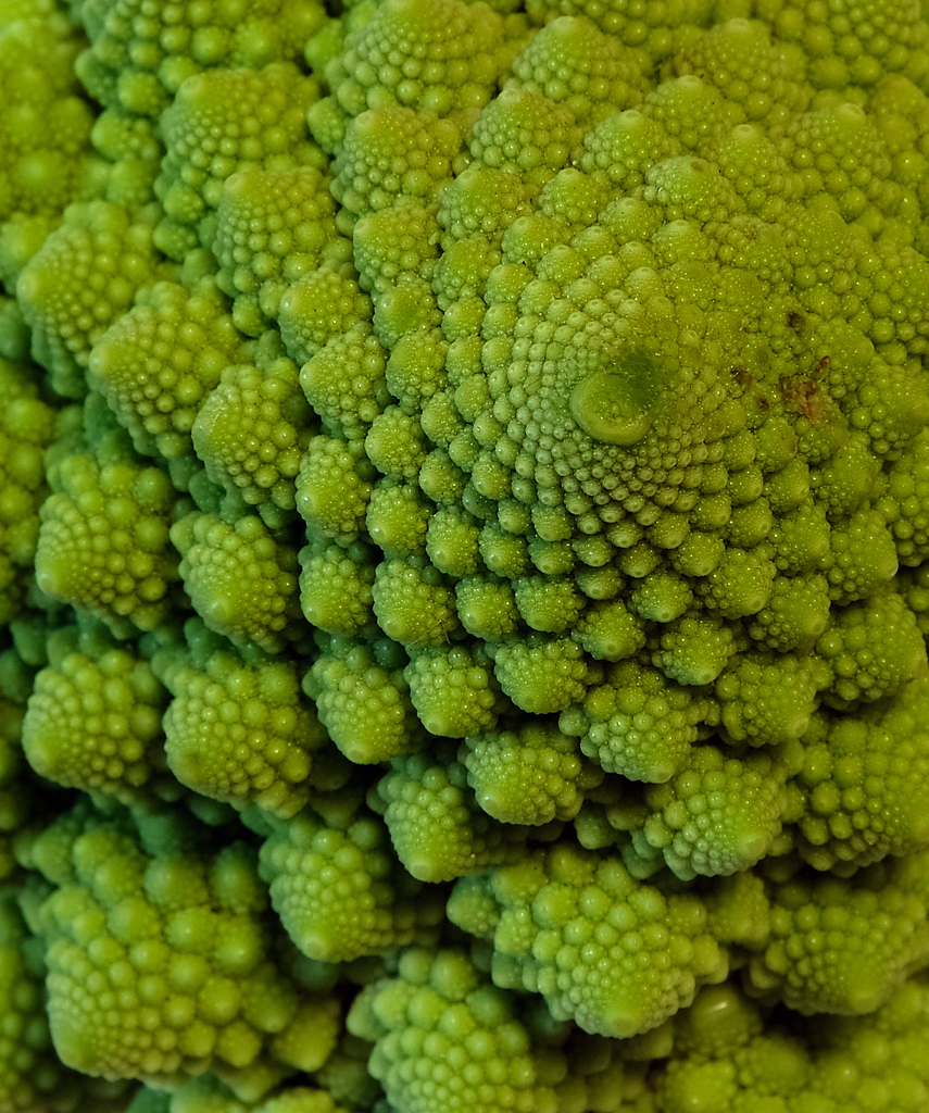 fibonacci spirals.jpg