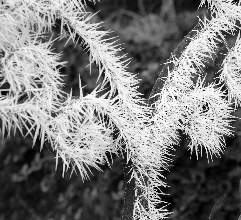 frost patterns.jpg