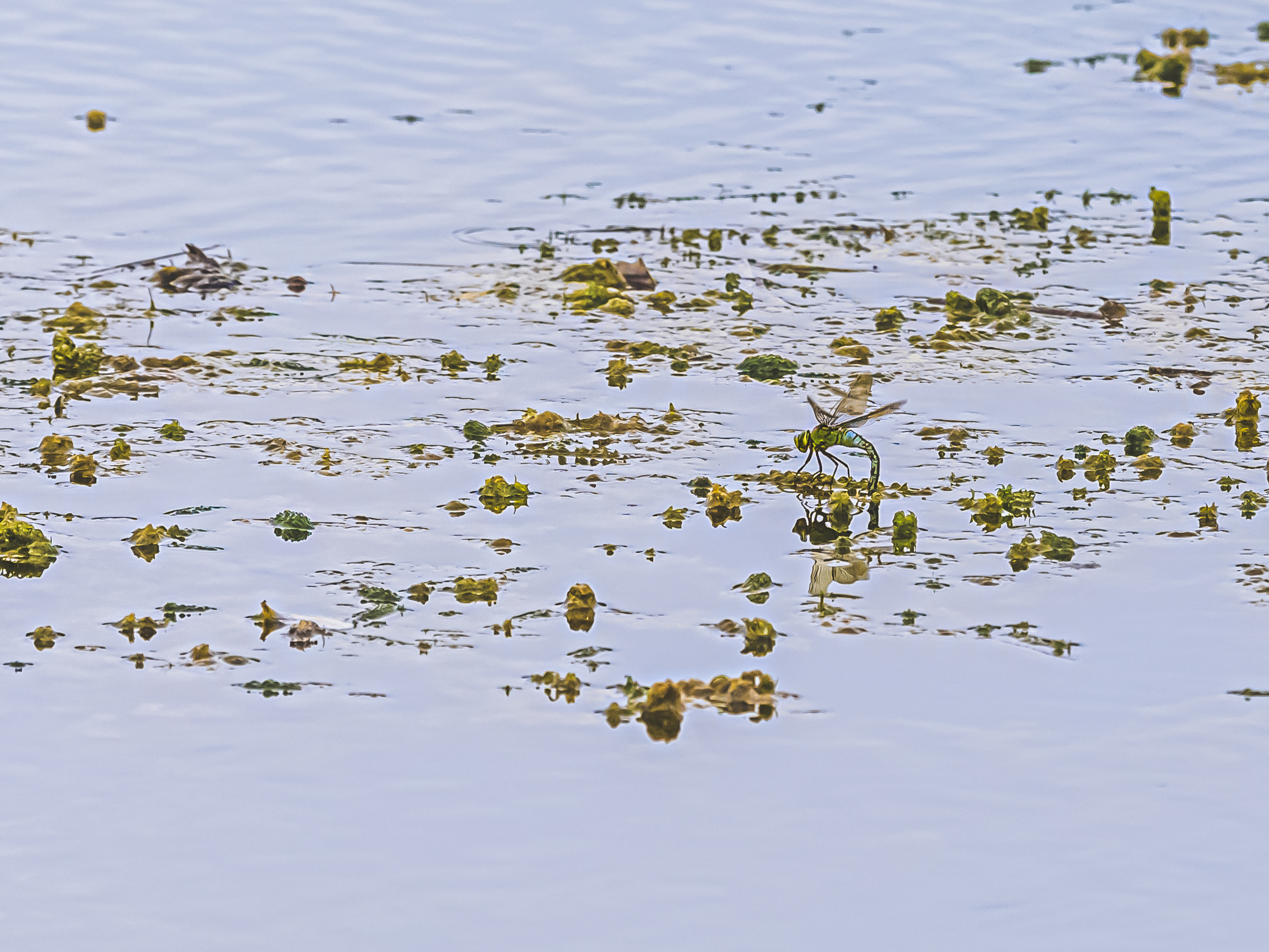 Pond life - ovipositing in calm water.jpg