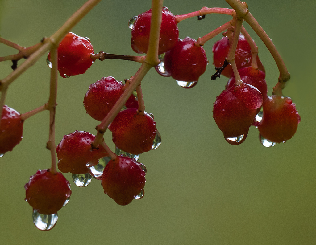raindrops on berries2.jpg