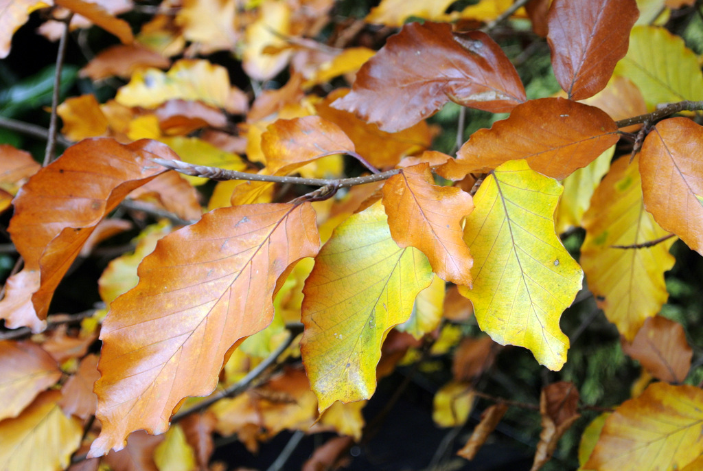 Autum Leaves.JPG