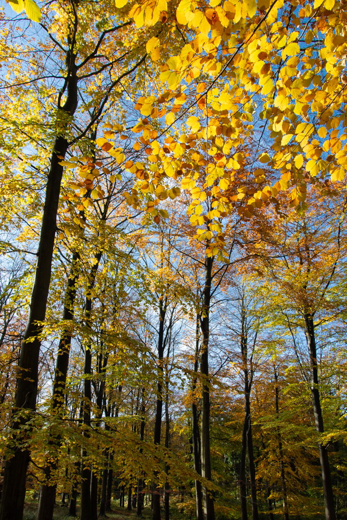 Autumn Beeches.jpg