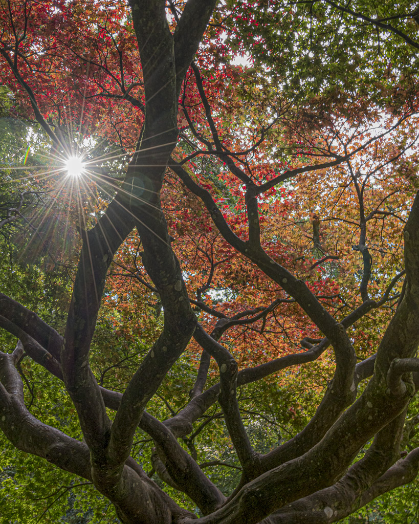 Bathed in Autumn sun.jpg