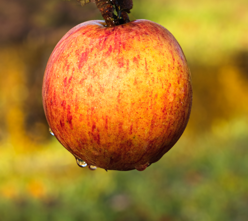 Ready-to-harvest.jpg