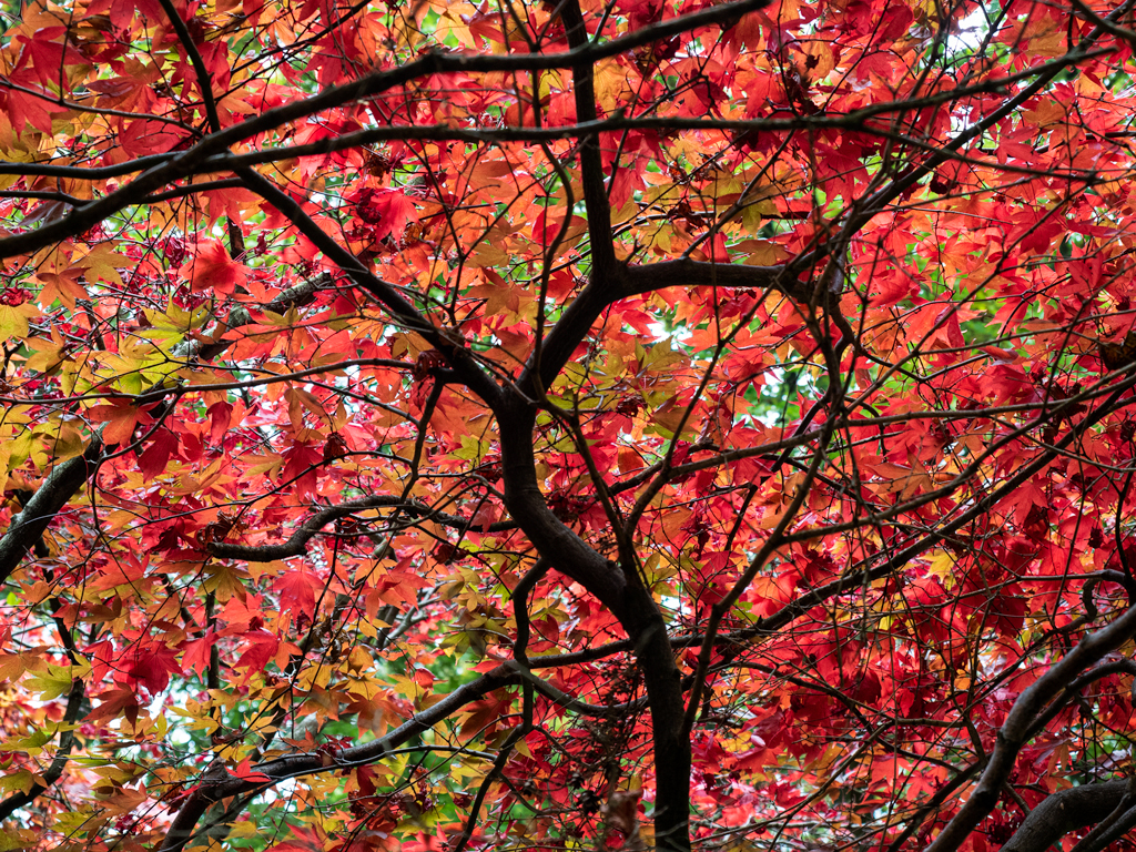 Red-Canopy.jpg