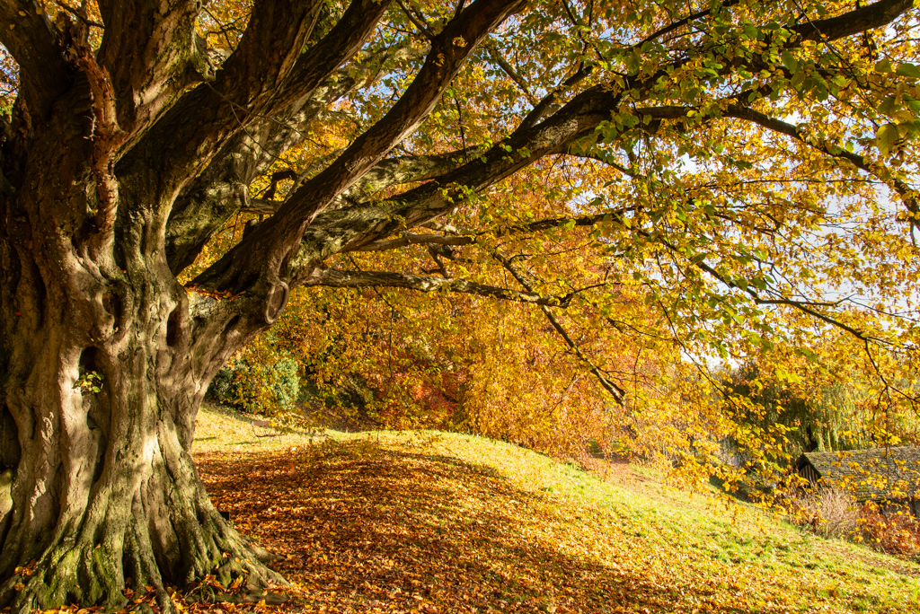 Riverside Trees.jpg