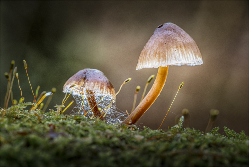 Woodland Fairy Lights.jpg