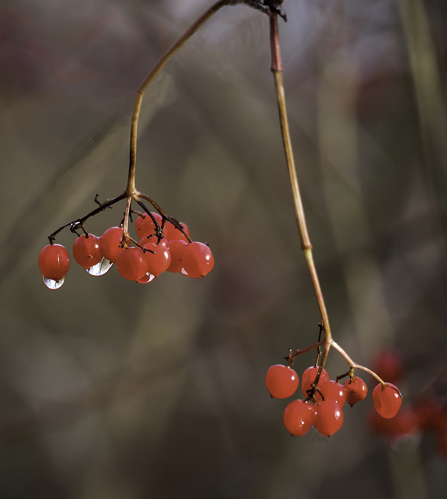 autumn berries.jpg