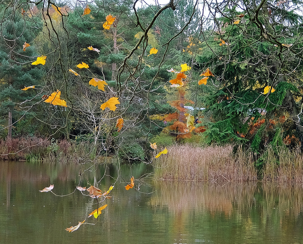 the last few leaves.jpg