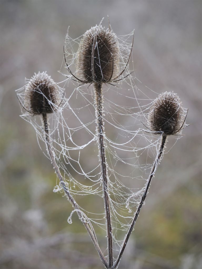 Frosty Teasels.JPG