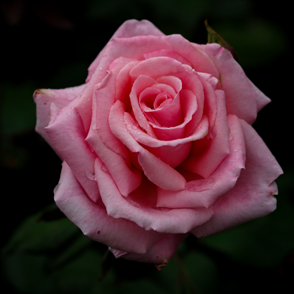 Pink-Rose.jpg