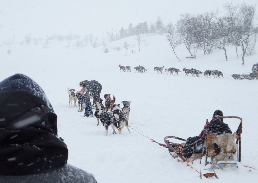 Let_s go Mushing.JPG