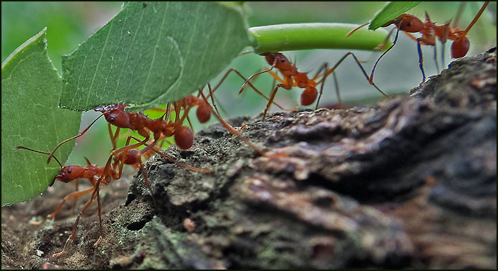 Ants carrying the cut leaves.jpg