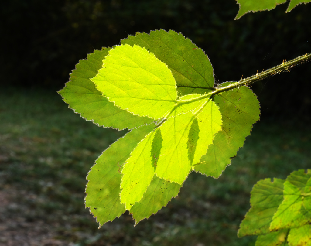 Bramble-Leaves.jpg