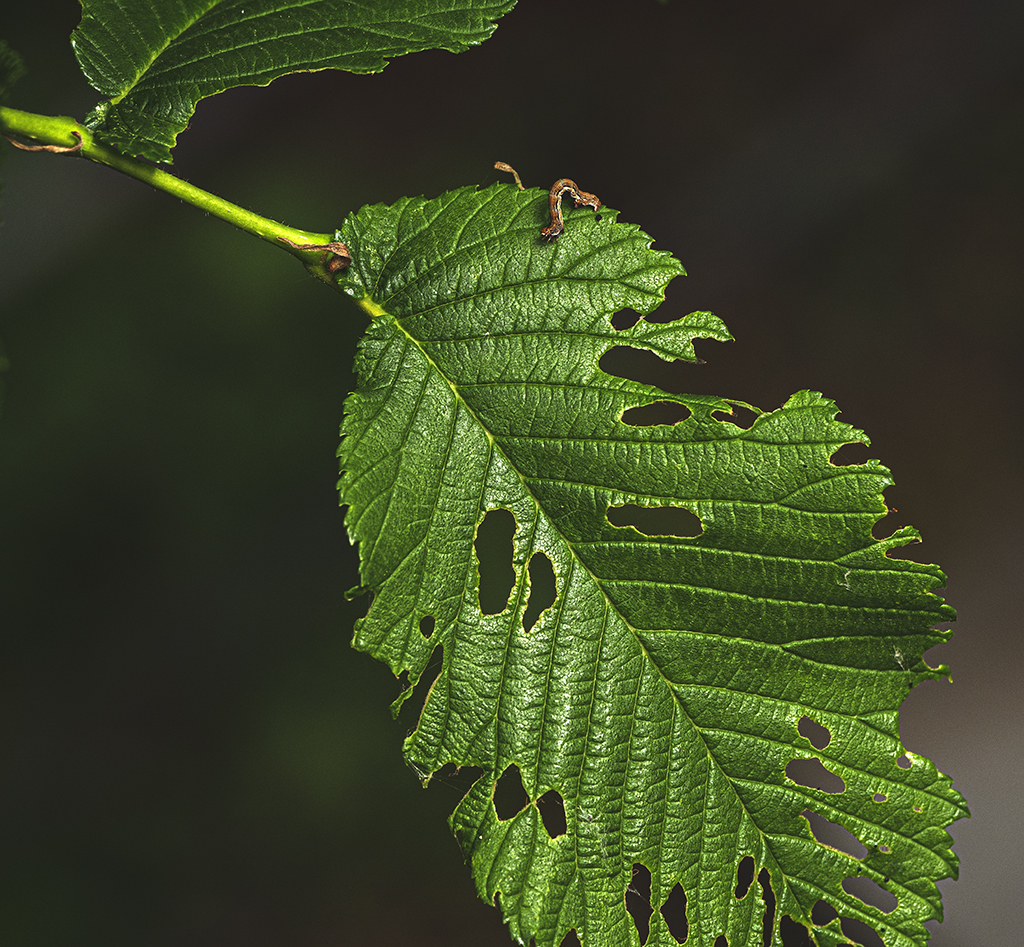 Breakfast leaves.jpg