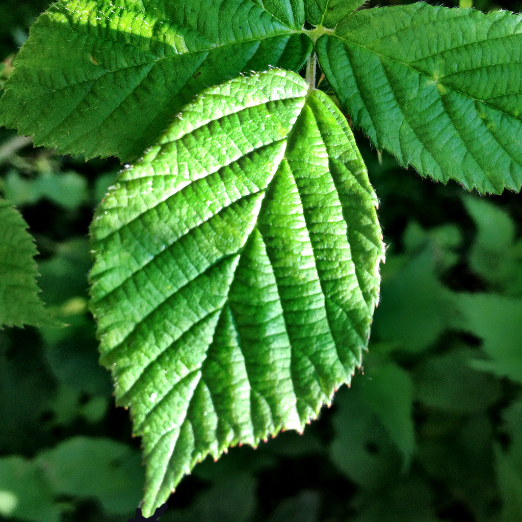 Green-Leaf.jpg
