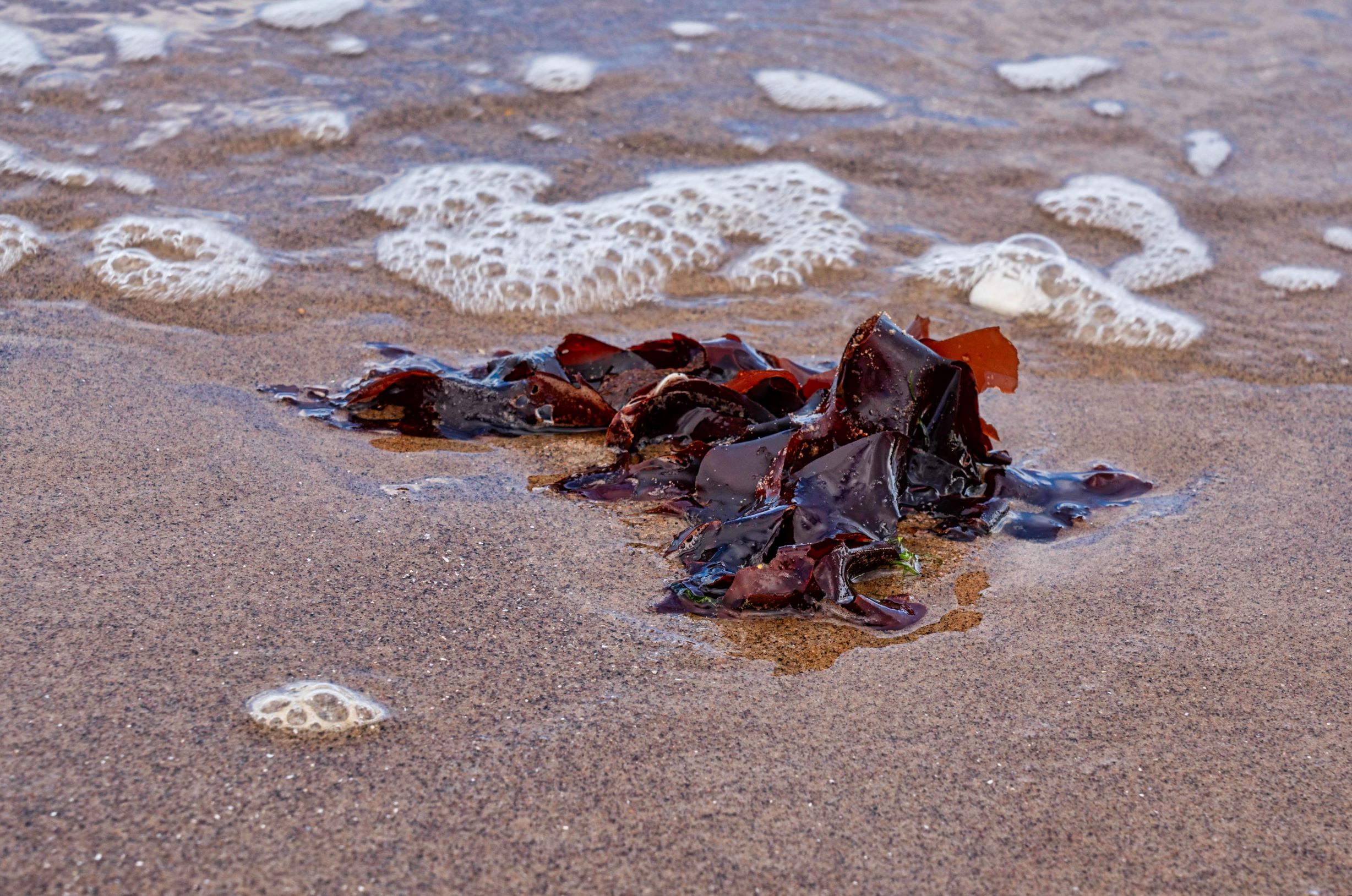 Leafy_ slimy seaweed.jpg