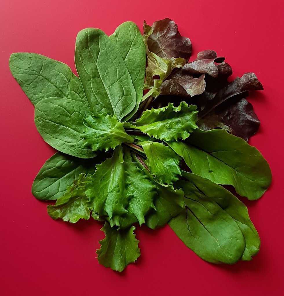 Salad Leaves.jpg
