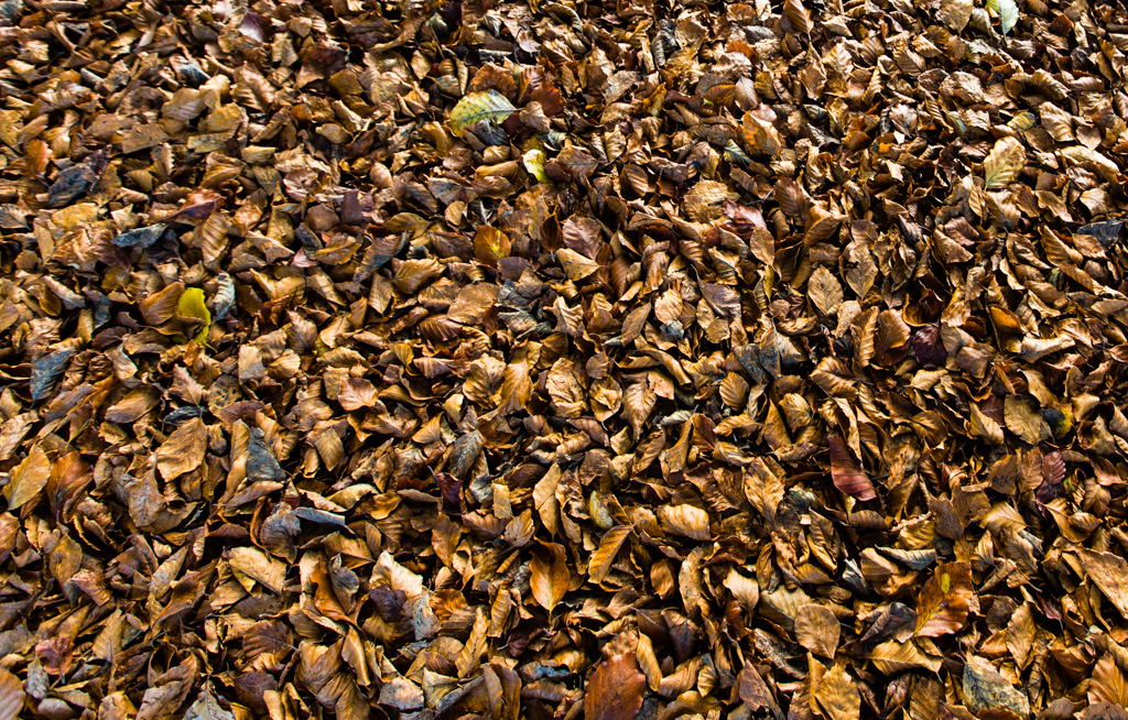 Sea of Leaves.jpg
