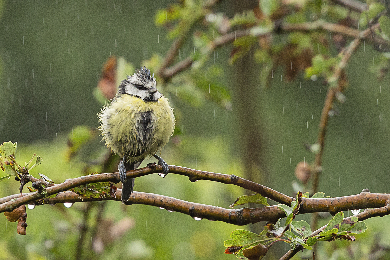 Blue Tit in the rain tif.jpg