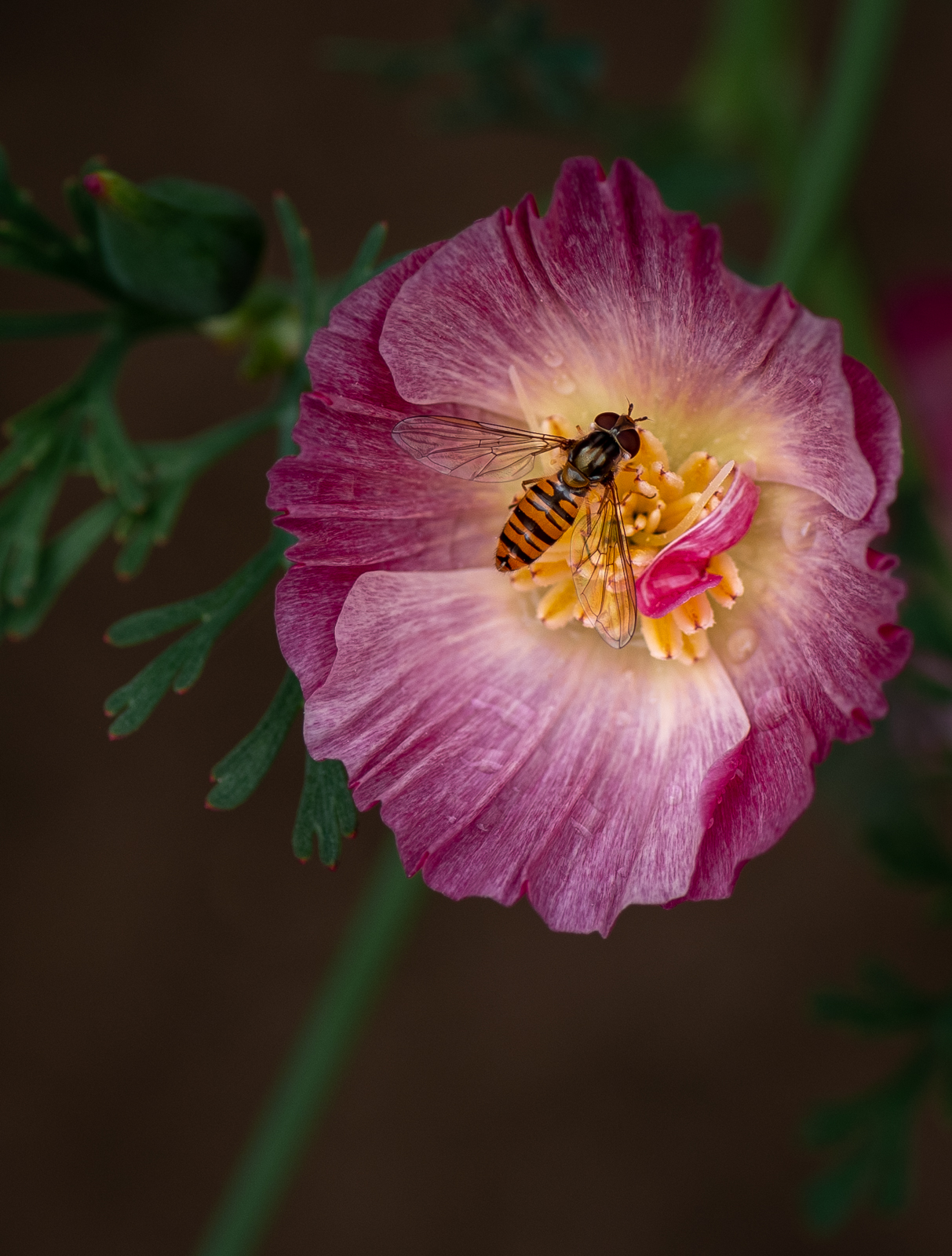 Garden Visitor.jpg