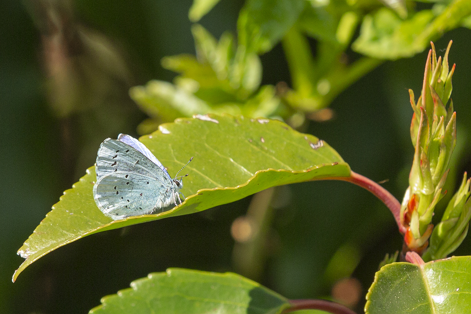 Holly Blue.jpg